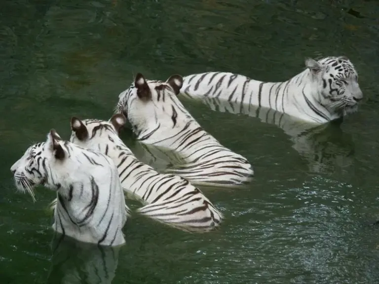 Parque Zoológico Arignar Anna (Zoológico de Vandalur)