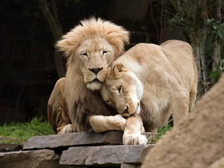 Parque Nacional Gir