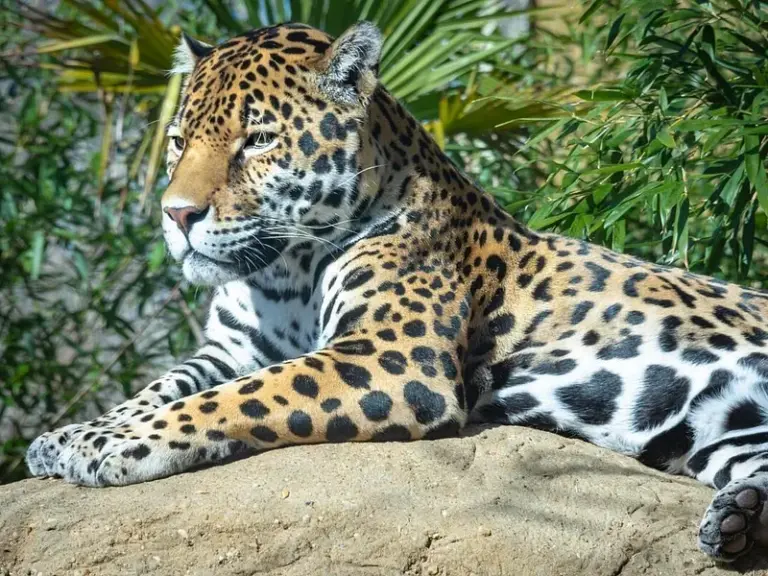 Parque Zoológico Nandankanan