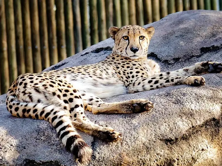 Zoológico de Dublín