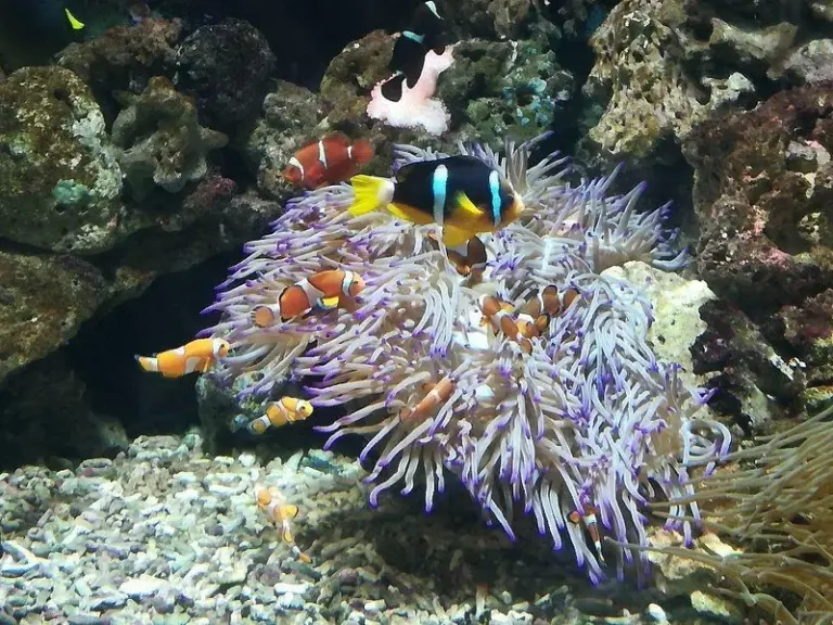 Acuario de Livorno