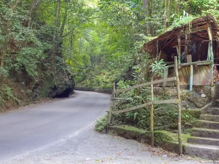 Bosque de Helechos