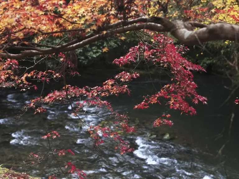 Río Kiyotaki