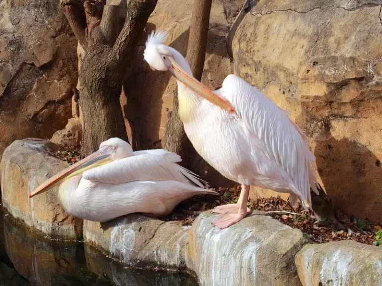 Zoológico Yokohama 'Zoorasia'