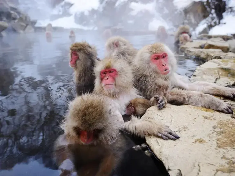 Onsen de Yudanaka