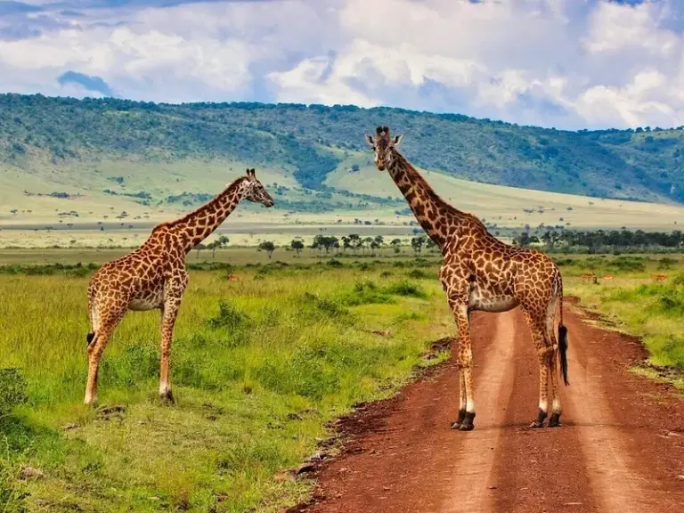 Reserva Nacional de Masai Mara (Parque Nacional Maasai Mara)