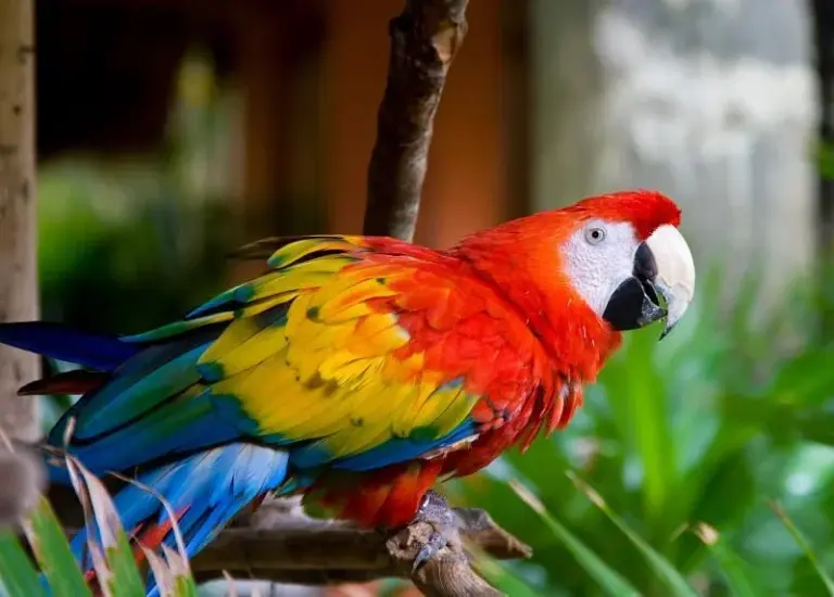 Parque de Aves de Kuala Lumpur (Taman Burung Kuala Lumpur)