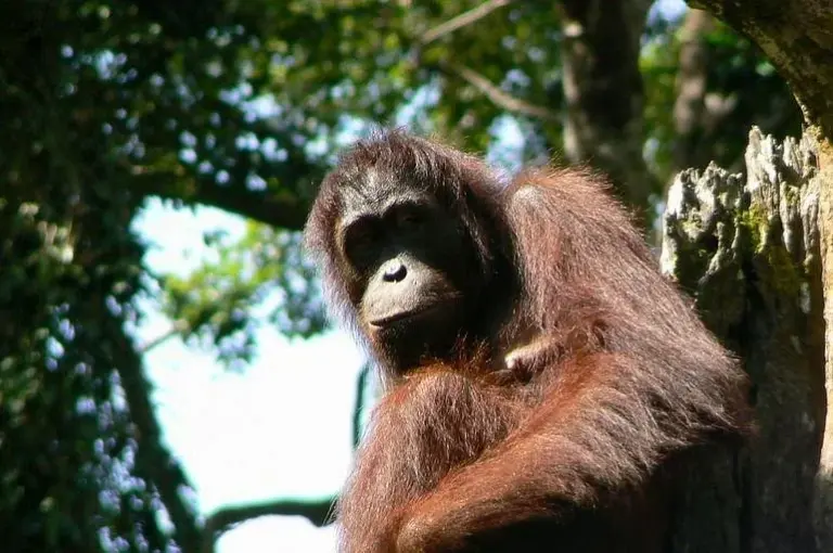 Centro de Rehabilitación de Orangutanes de Sandakan-Sepilok