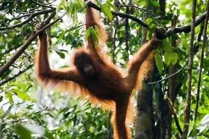 Parque Nacional Kubah