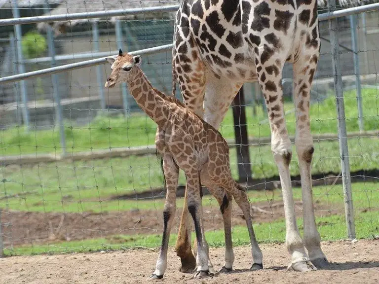 A' Famosa Safari Wonderland