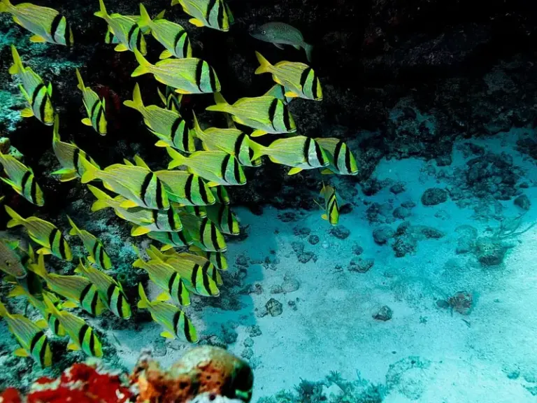 Parque Nacional Marino Arrecifes de Cozumel