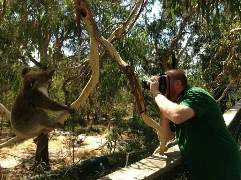 Reserva de Koalas (Centro de Conservación de Koalas)
