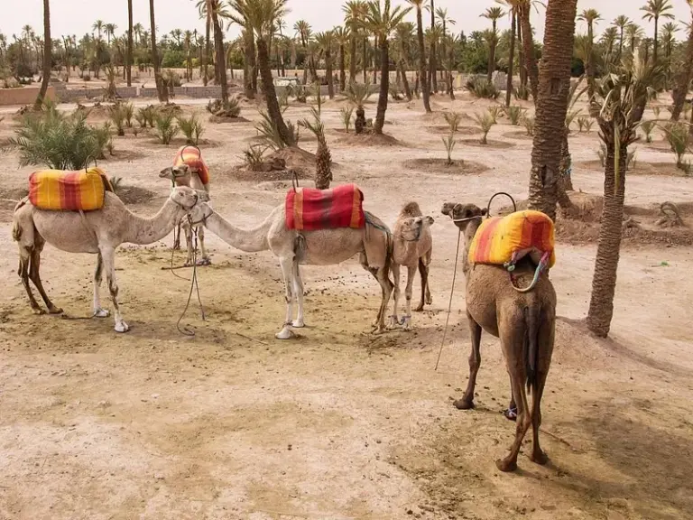 Palmeral