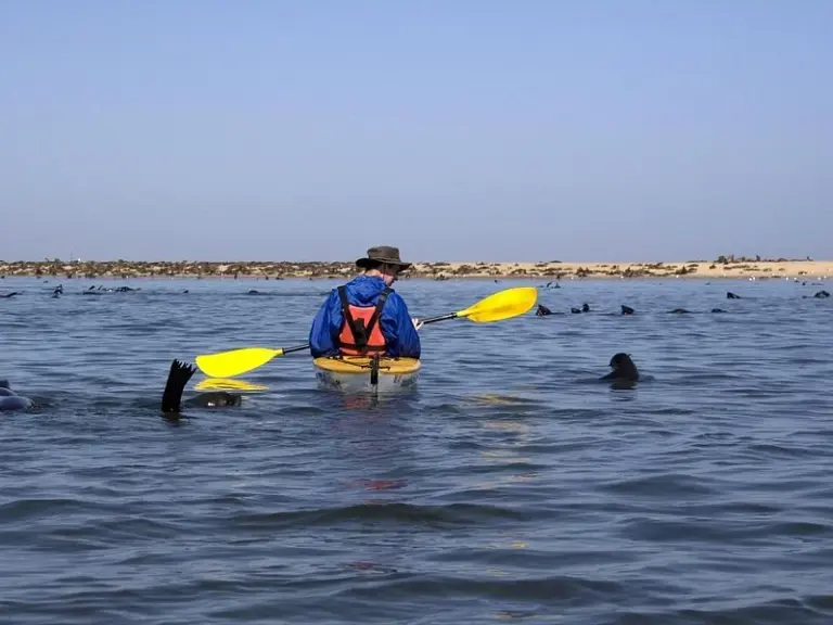Punta Pelícano
