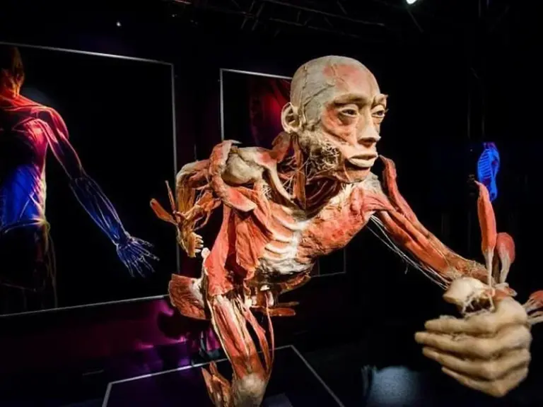 Body Worlds Ámsterdam