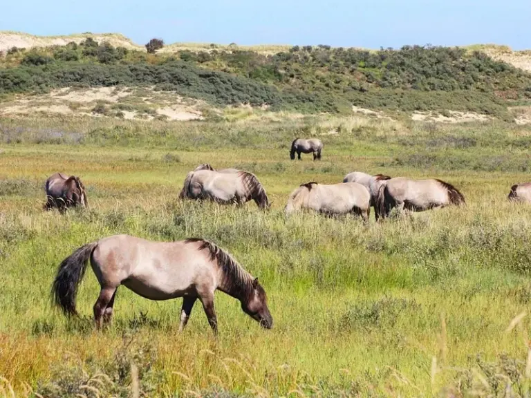 Parque Nacional Zuid-Kennemerland