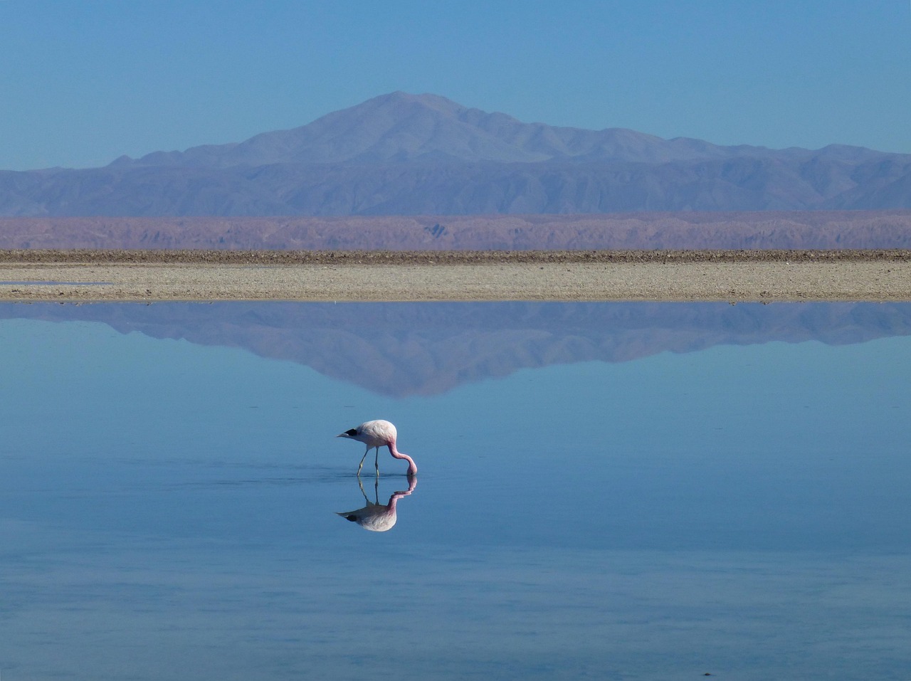 Vibrant pink flamingos wading in shallow waters of Al Qudra Lakes, framed by golden sand dunes and soft sunrise light Pink flamingos wading in Al Qudra Lakes against desert backdrop at sunrise