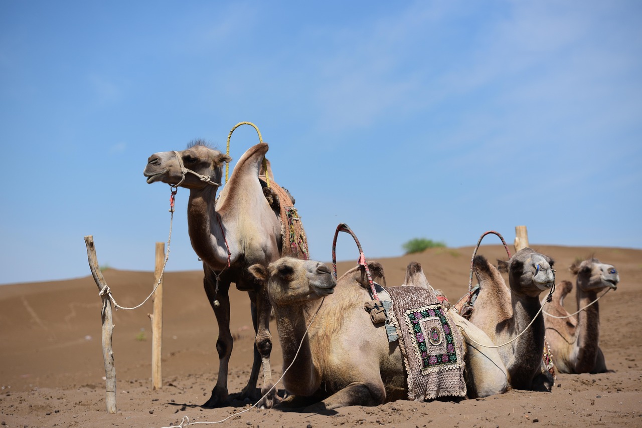 Sun-baked ruins of Jiaohe City — an ancient Silk Road settlement carved directly into a loess plateau — stand silent in Turpan’s arid landscape Ancient Jiaohe Ruins carved into loess plateau in Turpan desert, with wind-sculpted cliffs and blue sky