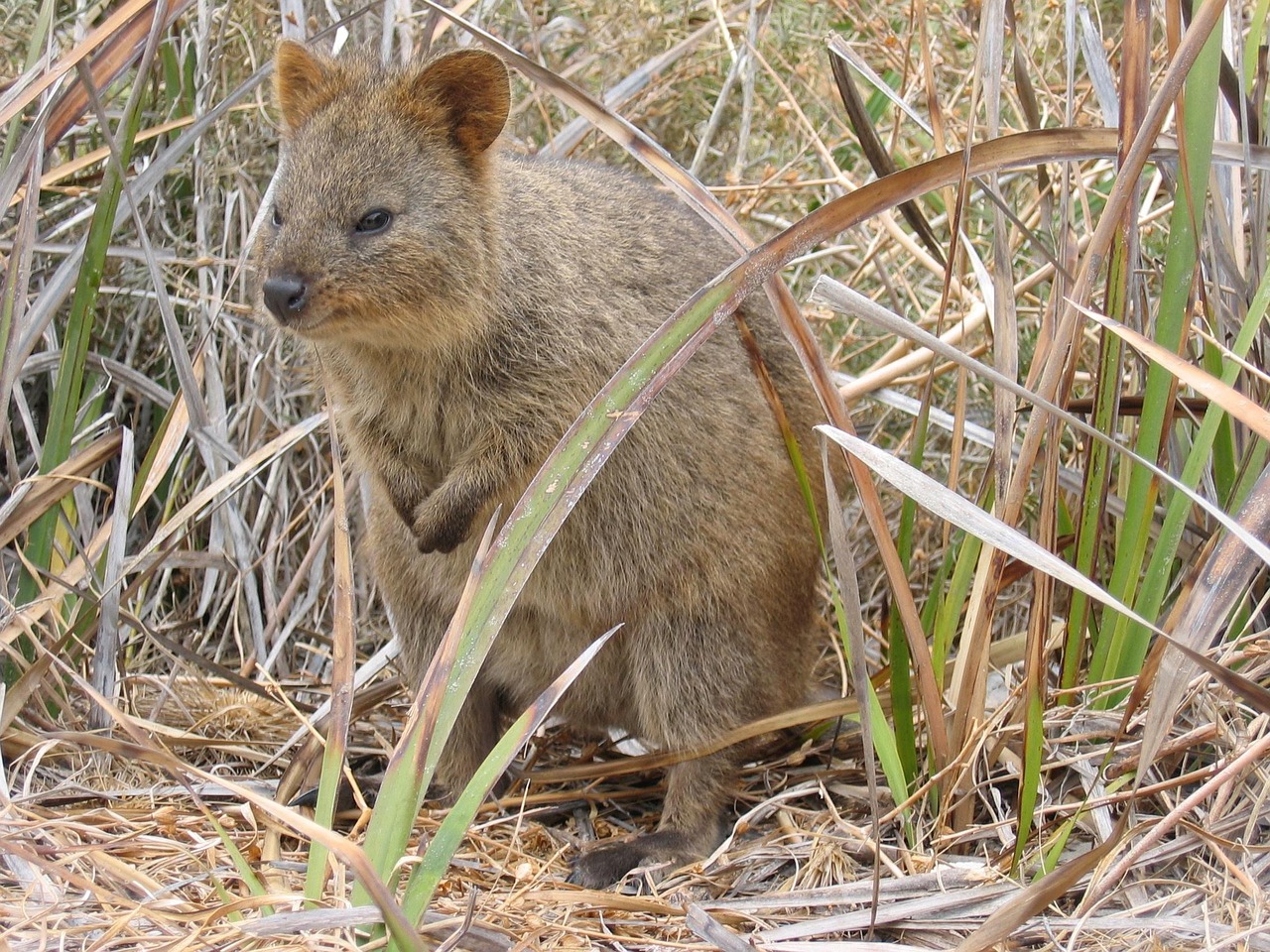 A curious quokka perched on sun-warmed limestone beside the sparkling Indian Ocean — the beloved mascot of Rottnest Island, Western Australia Quokka sitting on rocky path with ocean backdrop on Rottnest Island