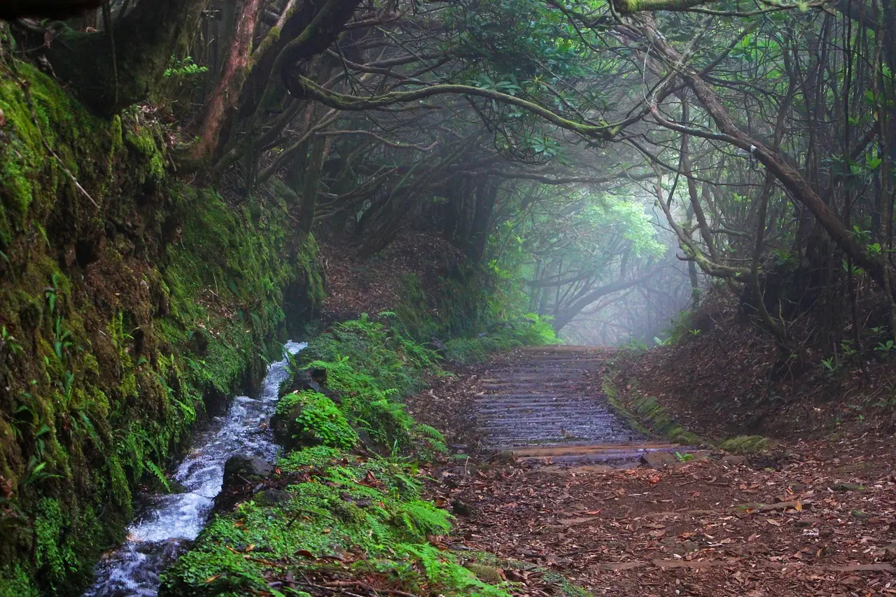 Serene levada irrigation path cutting through ancient laurisilva forest in Madeira, shrouded in gentle Atlantic mist and draped with moss Levada trail winding through lush laurel forest in Madeira with misty mountain backdrop