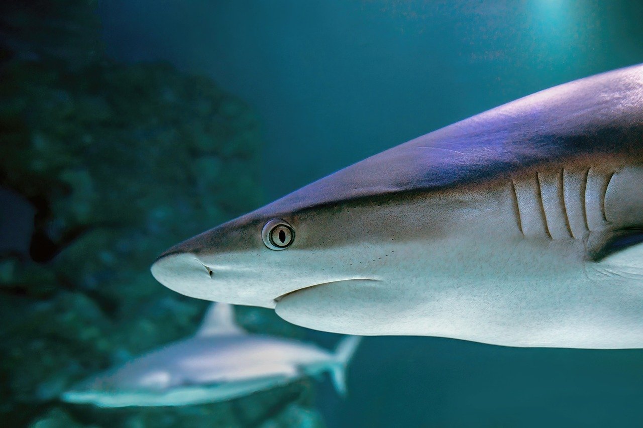 Close-up view of tourists walking inside the transparent underwater tunnel of Dubai Aquarium, surrounded by swimming sand tiger sharks and eagle rays Visitors walking through underwater tunnel of Dubai Aquarium surrounded by sharks and rays