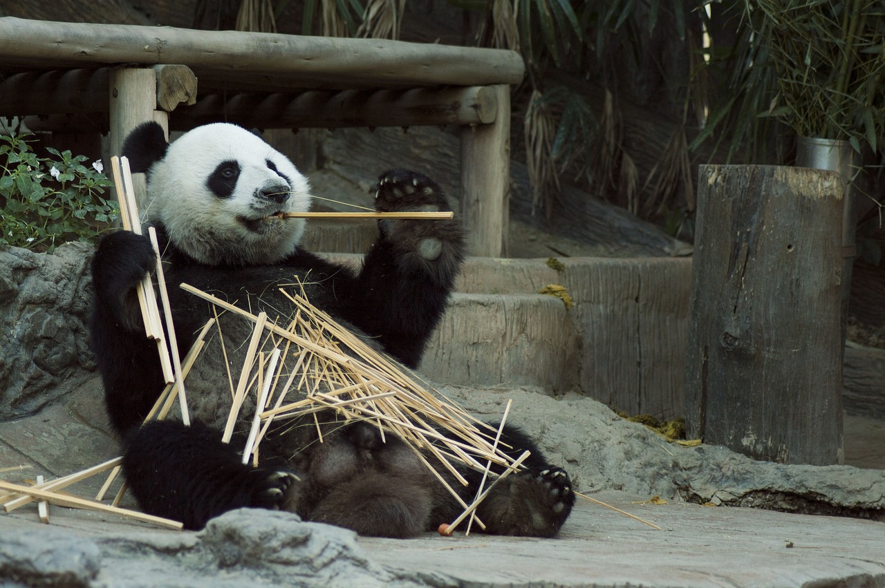 Young giant panda tumbling playfully on sun-dappled grass at Chengdu Panda Base, surrounded by native bamboo groves Giant panda cub playing on grass at Chengdu Panda Base, with bamboo forest backdrop