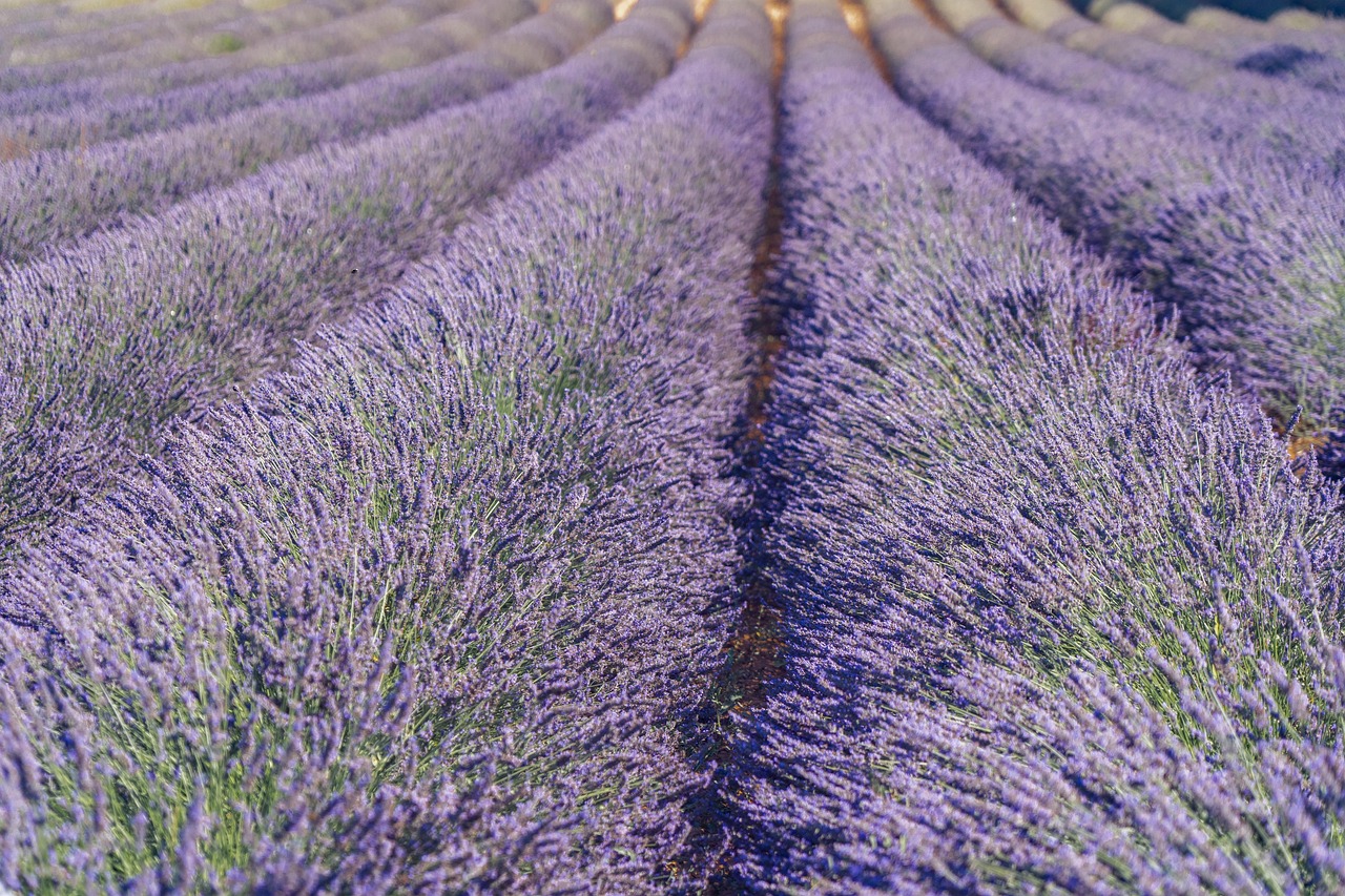 Endless rows of blooming lavender stretching across sunlit hills near Sault, Provence — a postcard-perfect emblem of southern France Vast purple lavender fields under blue sky near Sault in Provence