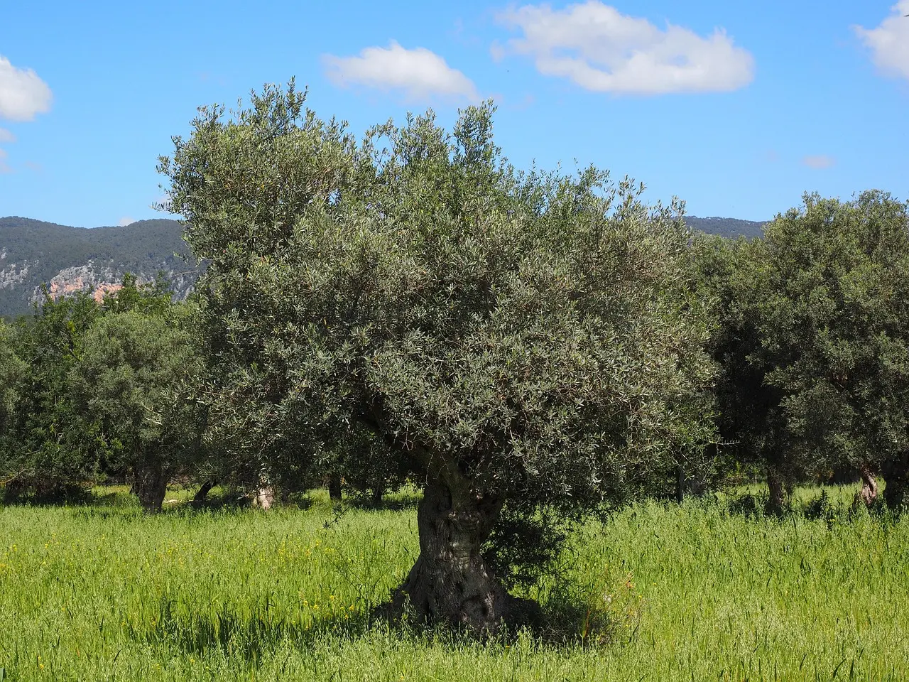 Terraced olive groves in Mallorca’s Serra de Tramuntana — a UNESCO landscape where agriculture, architecture, and ecology unite among must-visit places in Spain. Terraced olive groves and stone farmhouse in Serra de Tramuntana mountains, Mallorca