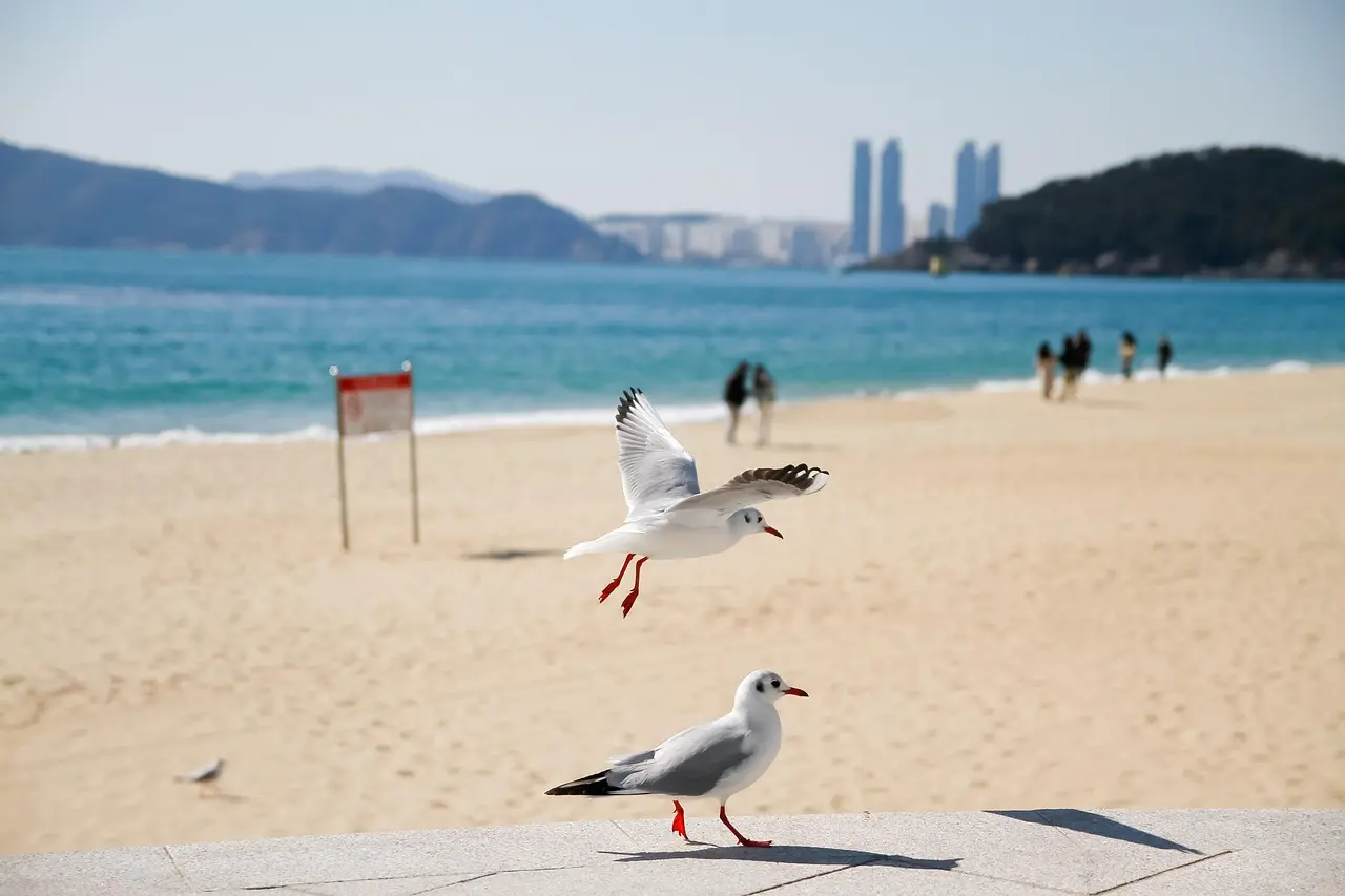 Vista panorámica de la playa de Haeundae en Busan con rascacielos modernos al fondo Playa de Haeundae en Busan con rascacielos al fondo