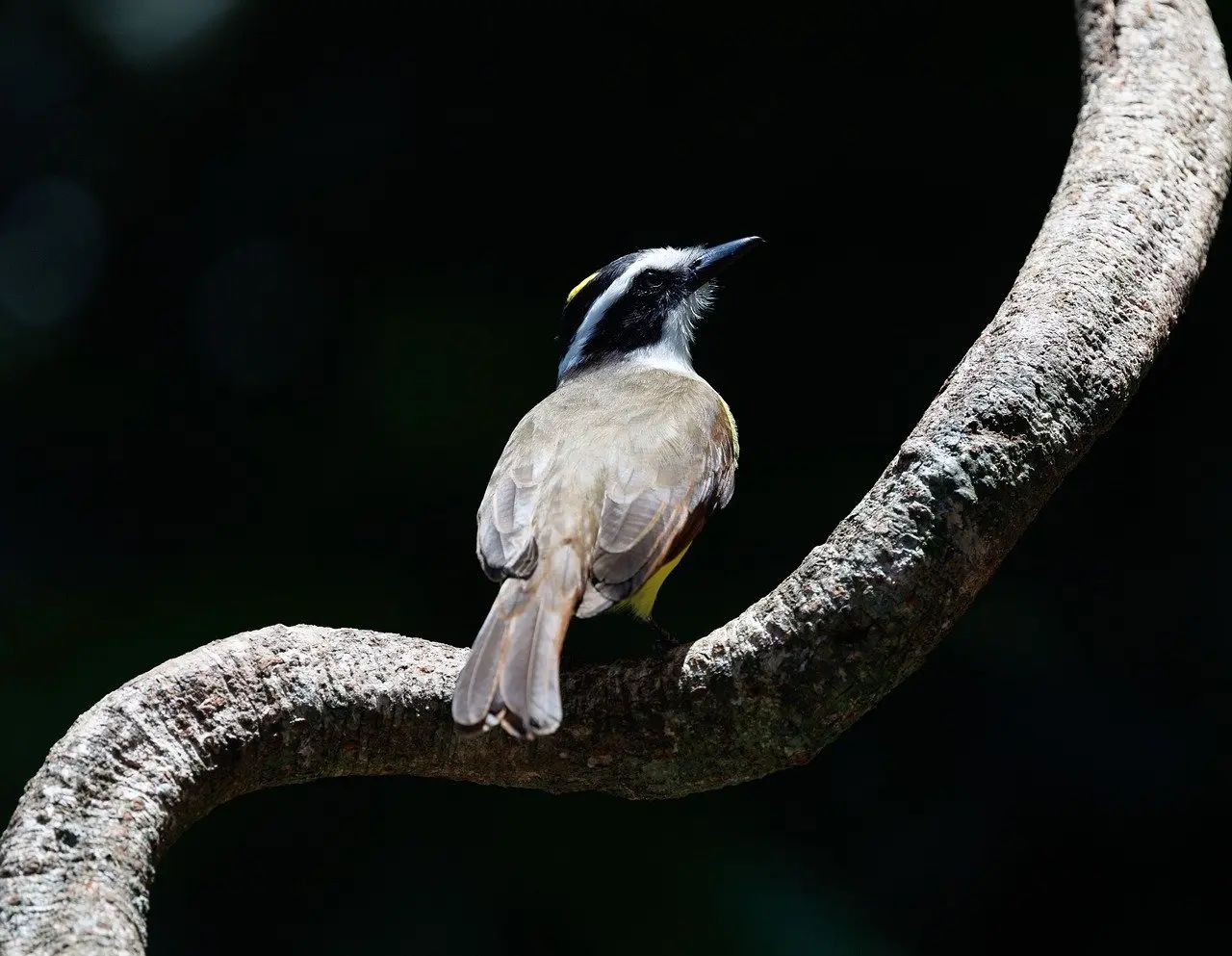 Cabaña ecológica en la selva de Costa Rica