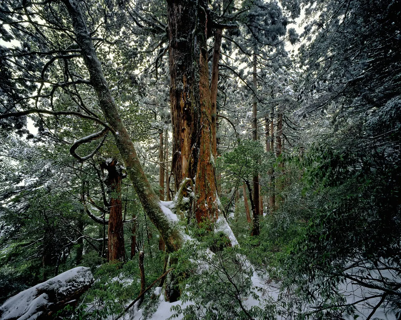 Bosque primordial de cedros en Yakushima, Japón, envuelto en musgo y niebla eterna Bosque de cedros milenarios en Yakushima con musgo