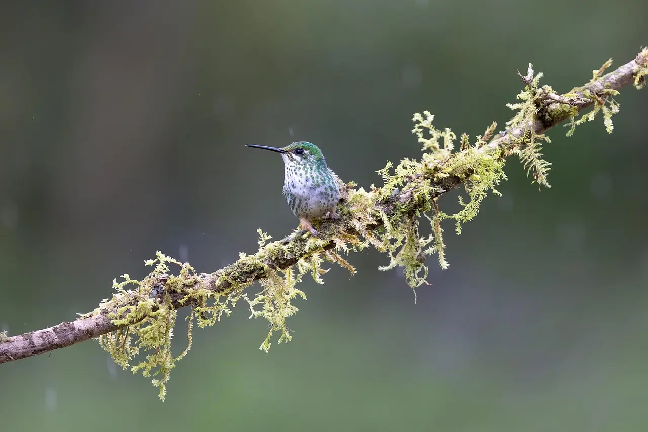 Extensos humedales del Parque Nacional de Doñana en Andalucía, hábitat crucial para aves migratorias y fauna autóctona Paisaje de humedales en el Parque Nacional de Doñana