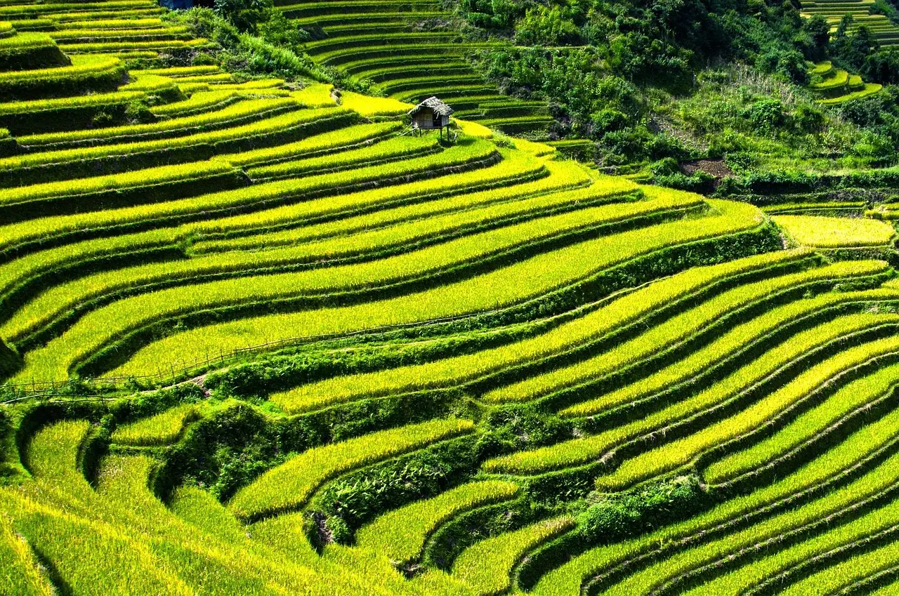 Terrazas de arroz en Sapa, Vietnam, con niebla matutina