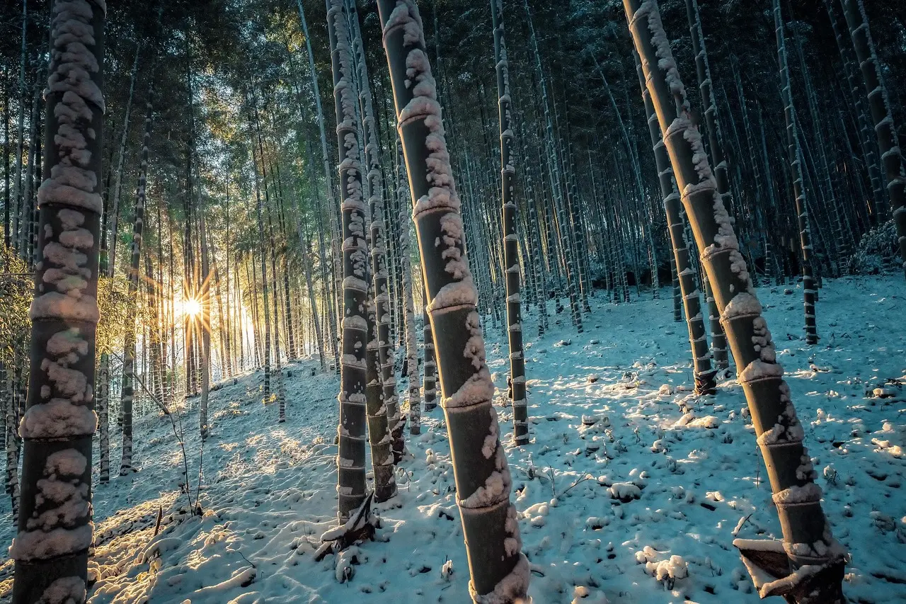 El icónico bosque de bambú de Arashiyama en Kioto, un lugar sereno y fotogénico que no puedes perderte al visitar Japón Bosque de bambú en Arashiyama, Kioto, con luz solar filtrándose