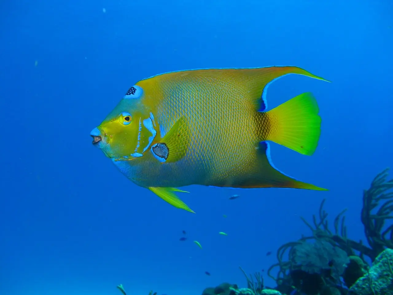 Professional diver exploring a healthy coral reef in Raja Ampat — an exemplary adventure and outdoor destination renowned for marine biodiversity and responsible dive tourism Underwater diver hovering above vibrant coral reef with parrotfish and soft corals in clear blue water