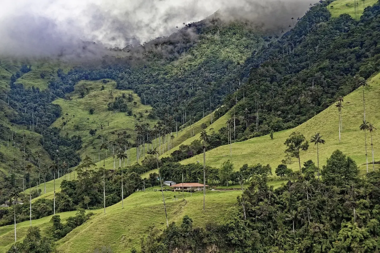Solitary hiker traversing misty trail beneath towering wax palms in Colombia’s biodiverse Cocora Valley Hiker in yellow jacket walking narrow trail through tall wax palm forest in Cocora Valley, Colombia