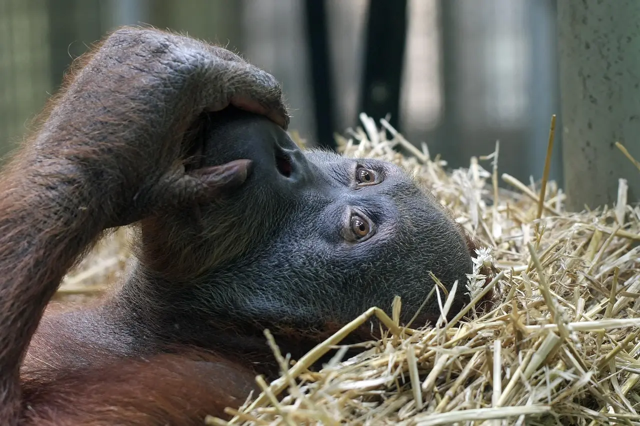 Orangután relajándose en su hábitat abierto en el Zoológico de Singapur Orangután en hábitat natural dentro del zoológico