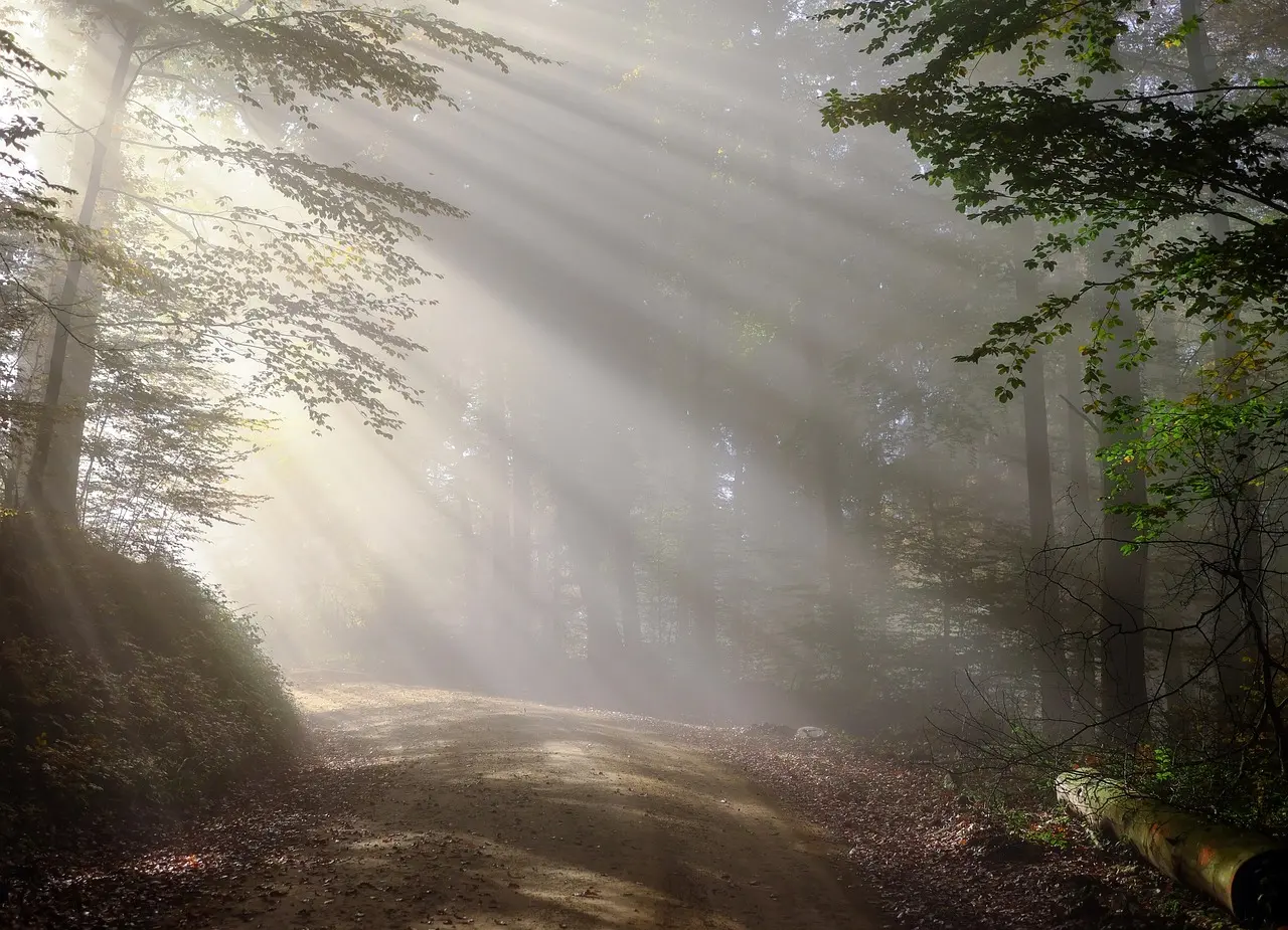 Sendero en la Selva Negra de Alemania envuelto en niebla matutina Paisaje boscoso de la Selva Negra con niebla matutina