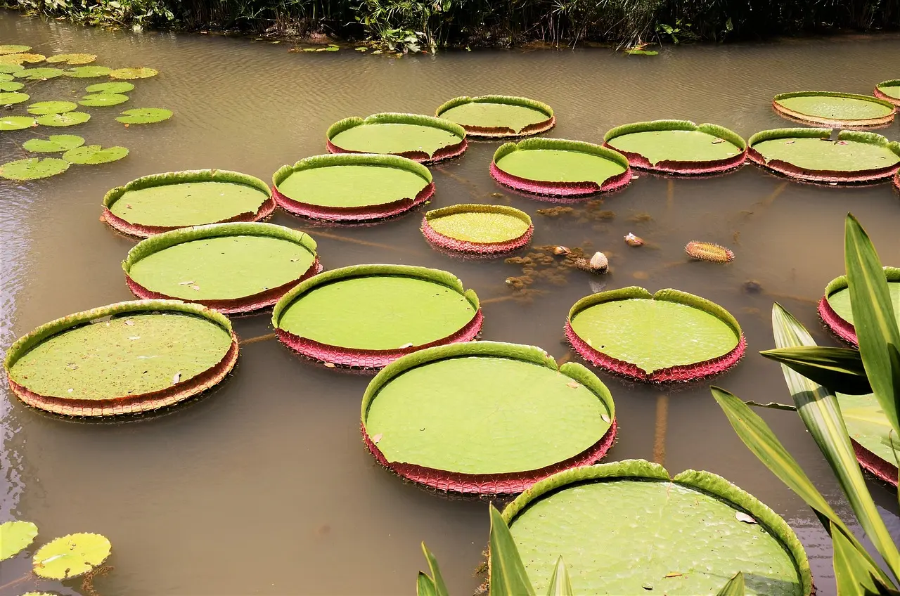 Camino sereno en el Jardín Botánico de Singapur rodeado de flores tropicales y árboles altos Sendero sombreado con orquídeas en el Jardín Botánico