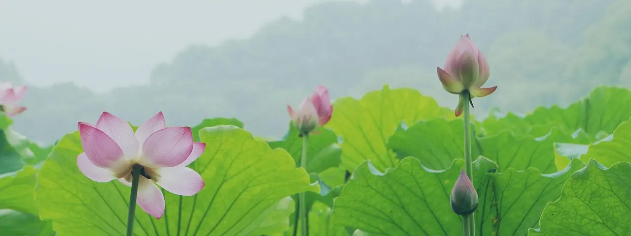El idílico Lago del Oeste en primavera con flores de loto y puentes tradicionales Lago del Oeste en Hangzhou con puentes y lirios acuáticos