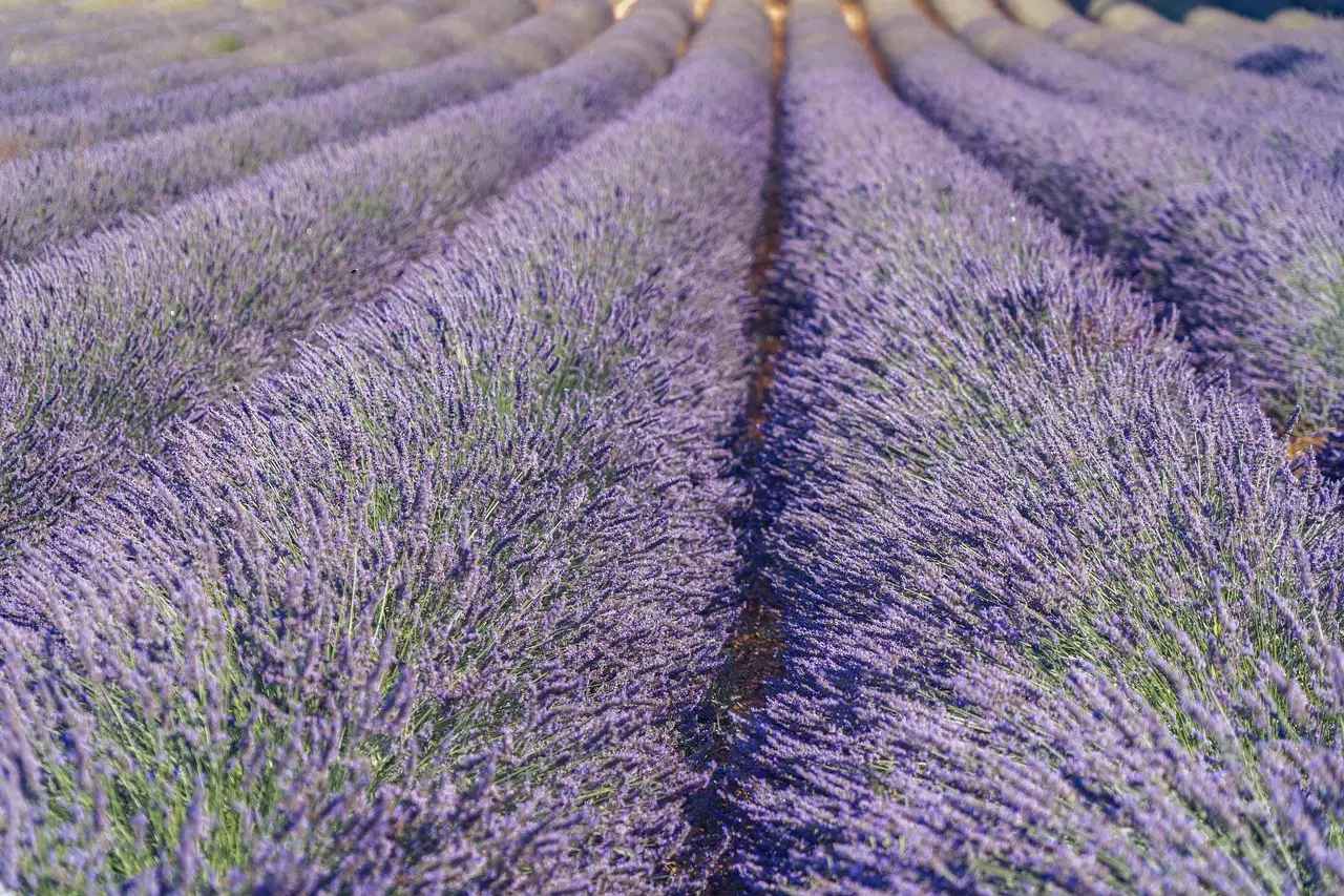 Extensos campos de lavanda en flor en la región de Provenza, sur de Francia Campos de lavanda en flor en Provenza
