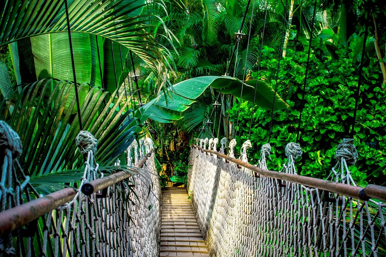 Hiker crossing a wooden suspension bridge over a mist-filled rainforest gorge on New Zealand’s Milford Track Hiker crossing suspension bridge over misty rainforest gorge with ferns and moss-covered rocks