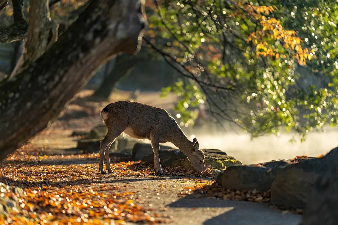 Ciervos sagrados en el Parque de Nara, Japón, acercándose amistosamente a los visitantes Ciervos en el parque de Nara interactuando con turistas