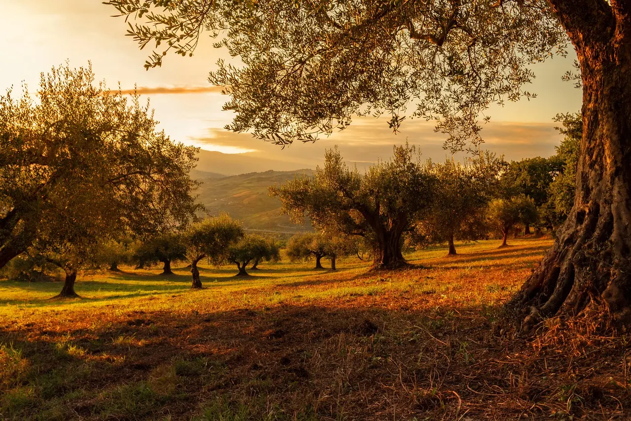 Tuscany’s olive groves offer quintessential food travel — connecting travelers directly to the land, labor, and legacy behind premium extra virgin olive oil. Sunset over terraced Tuscan olive groves with stone farmhouse and wooden crates of fresh olives
